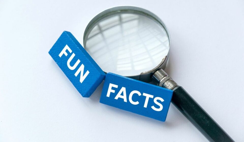 Lovelolablog fun facts