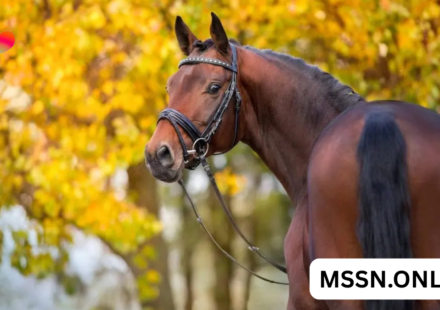 danish warmblood horse