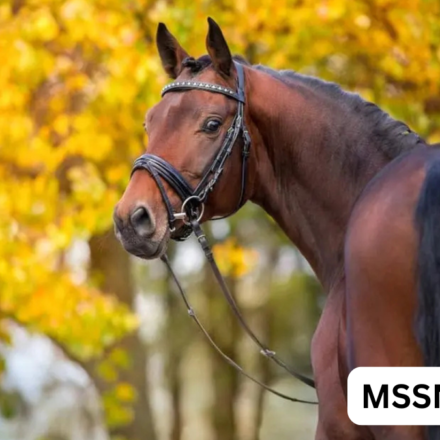 danish warmblood horse